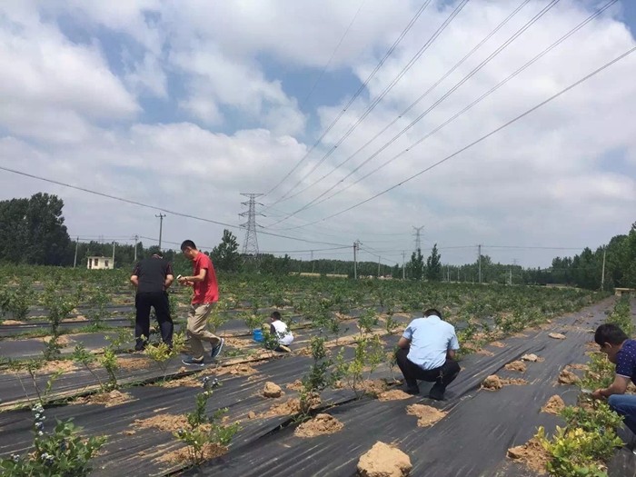 北京防草布/除草布